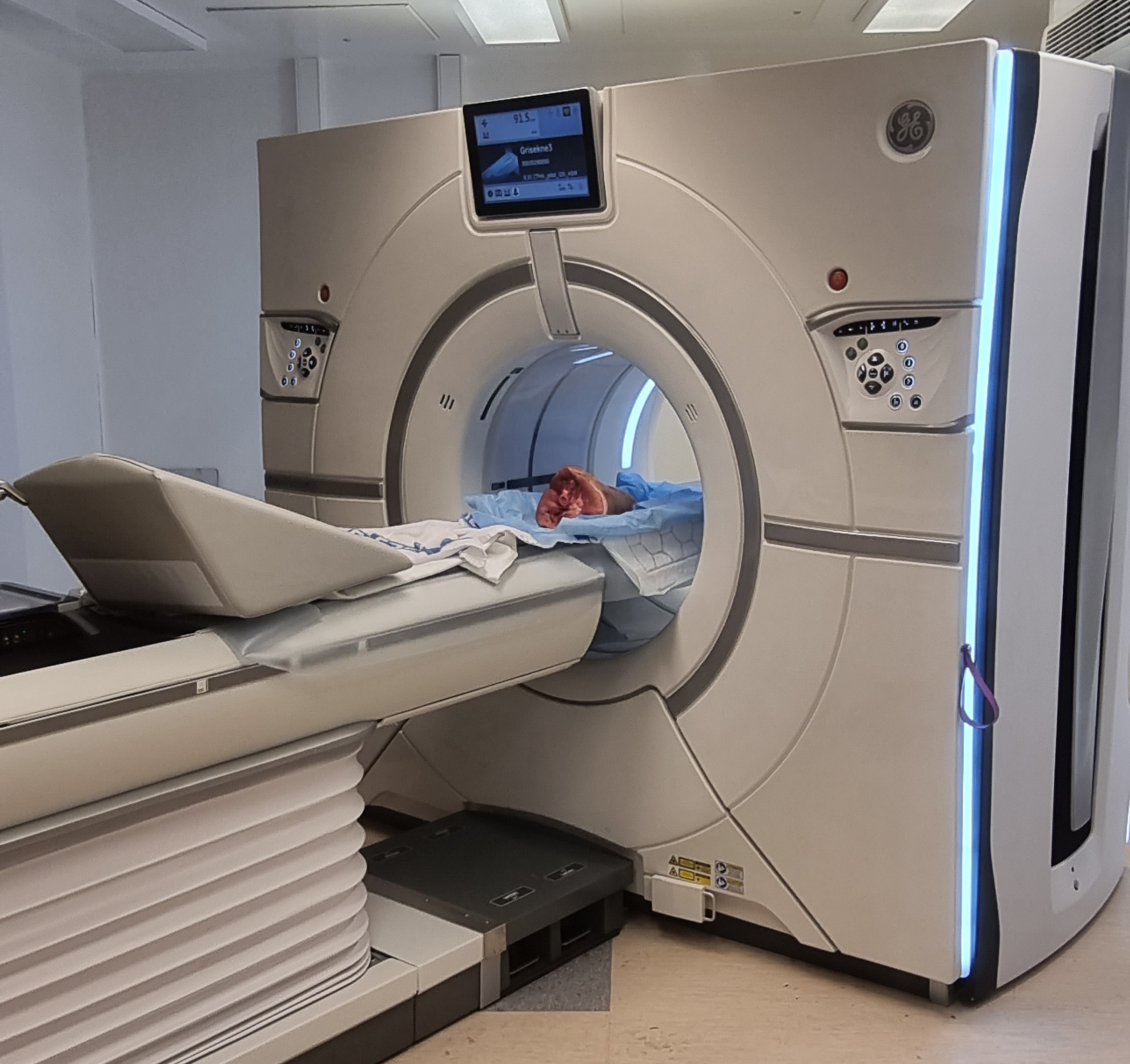 CT scanning of the pig model. CT scanning of the pig model.